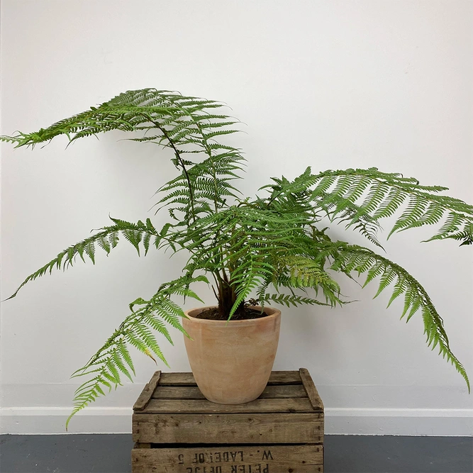 Dicksonia Antarctica (Pot Size 24cm) Tree Fern - image 3