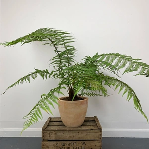 Dicksonia Antarctica (Pot Size 24cm) Tree Fern - image 3