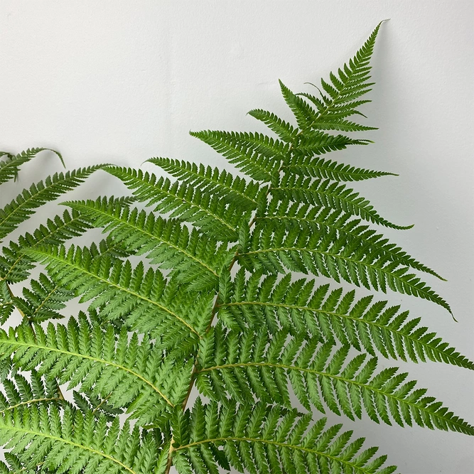 Dicksonia Antarctica (Pot Size 24cm) Tree Fern - image 1