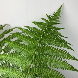 Dicksonia Antarctica (Pot Size 24cm) Tree Fern - image 1