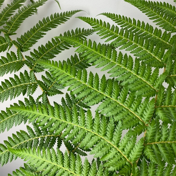 Dicksonia Antarctica (Pot Size 24cm) Tree Fern - image 2