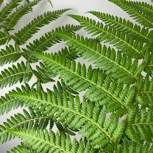 Dicksonia Antarctica (Pot Size 24cm) Tree Fern - image 2