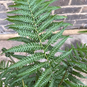 Dicksonia Antarctica (Pot Size 5L) Tree Fern