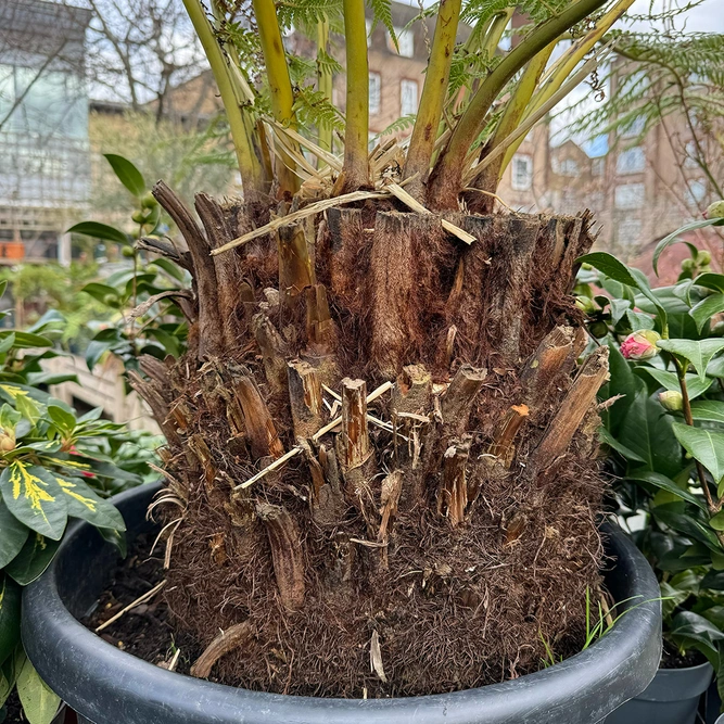 Dicksonia Antarctica (Pot Size 24cm) Tree Fern - image 5