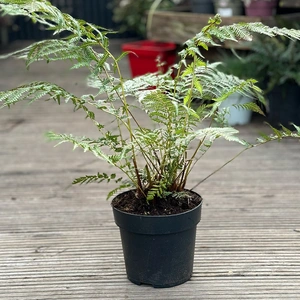 Dicksonia Antarctica (Pot Size 1Ft) Tree Fern - image 1