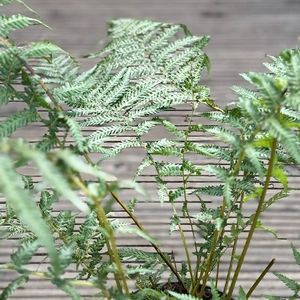 Dicksonia Antarctica (Pot Size 1Ft) Tree Fern - image 2