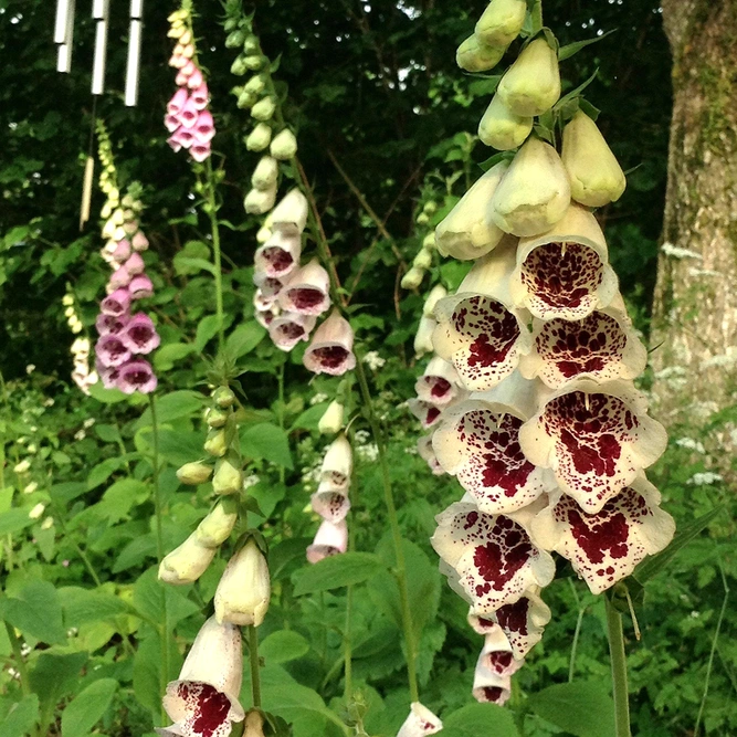 Digitalis purpurea 'Giant Spotted' Foxglove (Pot Size 1ltr) Perennia at Boma Garden Centrel image by cristina.sanvito