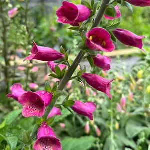 Digitalis × valinii 'Foxlight Plum Gold' at Boma Garden Centre image by cultivar 413