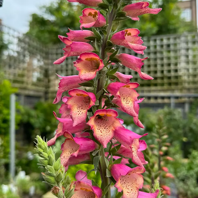 Digitalis × valinii Foxlight Rose Ivory (Pot Size 2L) - image 1
