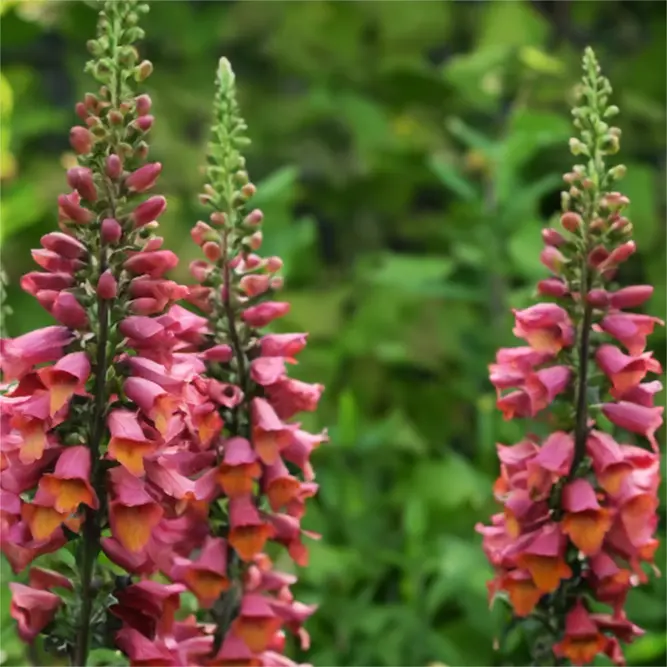 Digitalis × valinii Foxlight 'Ruby Glow' (Pot Size 2L) - Foxgloves - image 1
