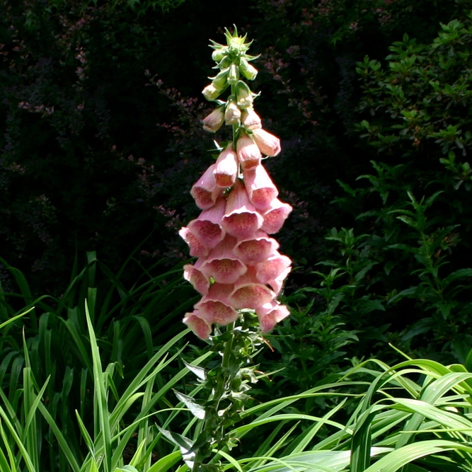 Digitalis x mertonensis Foxglove Image by SB_Johnny