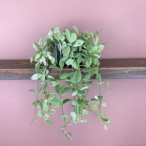 Dischidia oinatha Variegata (Pot Size 14cm) Ant plant