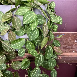 Dischidia ovata 'Watermelon' (Pot Size 14cm) The Watermelon plant - image 1