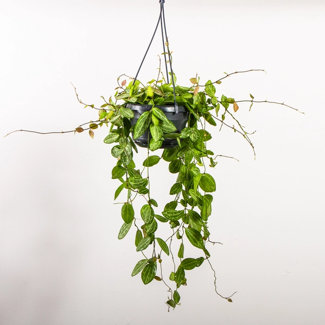 Dischidia ovata 'Watermelon' (Pot Size 14cm) The Watermelon plant - image 2