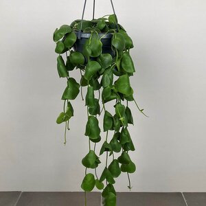 Dischidia platyphylla (Pot Size 15cm) Shingle plant - image 2