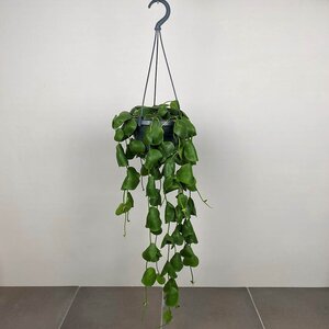 Dischidia platyphylla (Pot Size 15cm) Shingle plant - image 3