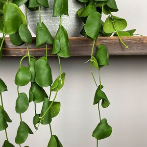 Dischidia platyphylla (Pot Size 15cm) Shingle plant - image 1