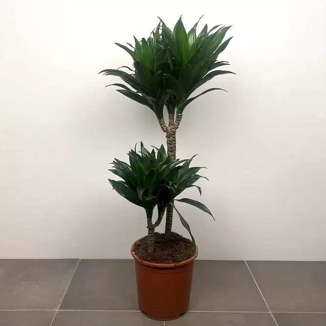 Dracaena fragrans 'Compacta' (Pot Size 19cm) Compact dragon tree - image 1