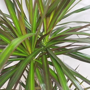 Dracaena marginata 'Magenta' (Pot Size 21cm) Approx Height 120cm - image 2