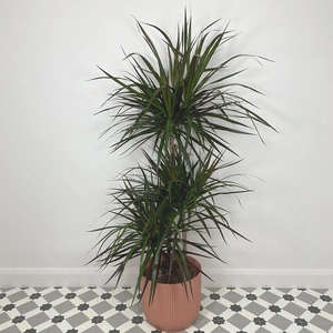 Dracaena marginata 'Magenta' (Pot Size 21cm) Approx Height 120cm - image 1