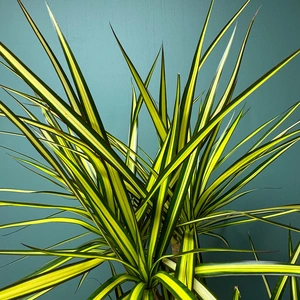 Dracaena Marginata Sunray (Pot Size 21cm) The Striped Stunner - image 3