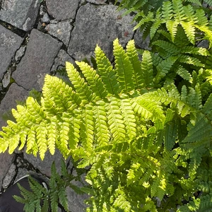 Dryopteris affinis 'Crispa' - Curled Male Fern