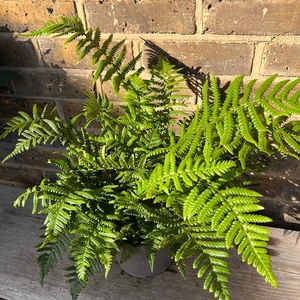 Dryopteris affinis (Pot Size 11cm) Golden Male Fern