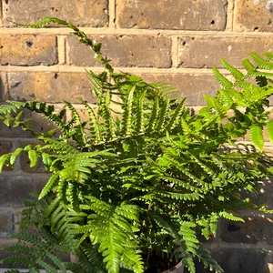Dryopteris affinis (Pot Size 11cm) Golden Male Fern - image 2