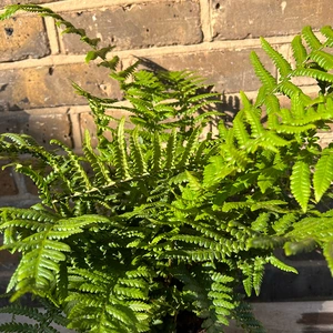 Dryopteris affinis (Pot Size 11cm) Golden Male Fern - image 3