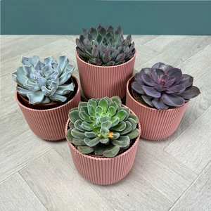 Echeveria 4 Succulent Pink Collection