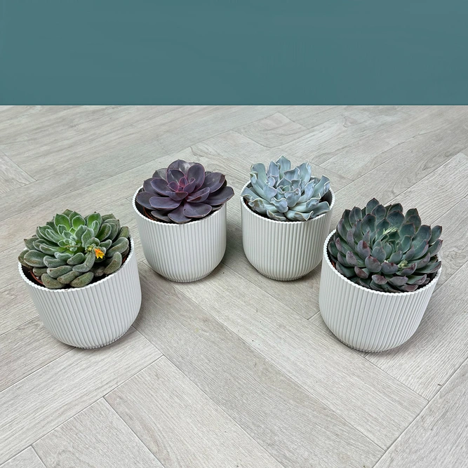 Echeveria 4 Succulent White Collection - image 2