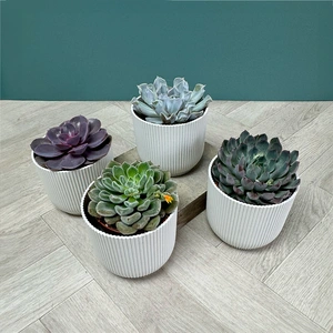 Echeveria 4 Succulent White Collection