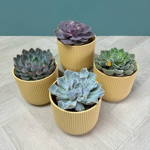 Echeveria 4 Succulent Yellow Collection