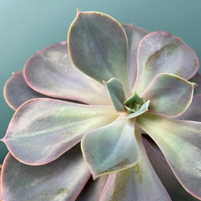 Echeveria 'Pearl of Nurenburg' (Pot Size 8.5cm) - image 2