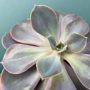 Echeveria 'Pearl of Nurenburg' (Pot Size 8.5cm) - image 2