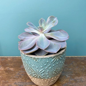 Echeveria 'Pearl of Nurenburg' (Pot Size 8.5cm) - image 1