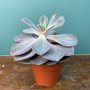 Echeveria 'Pearl of Nurenburg' (Pot Size 8.5cm) - image 3