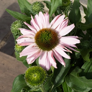 Echinacea ‘Sunseekers Blush' (Pot Size 3L) Sunseekers Blush Coneflower