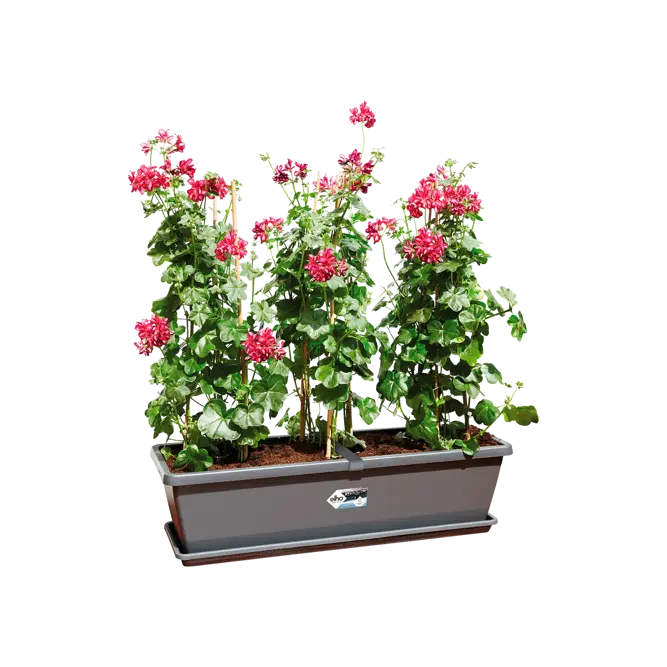 Elho Barcelona 60cm Extra Large Anthracite Trough Planter – (W 60 x H 21 x D 25 cm) - image 3