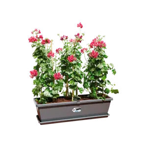 Elho Barcelona 60cm Extra Large Anthracite Trough Planter – (W 60 x H 21 x D 25 cm) - image 3