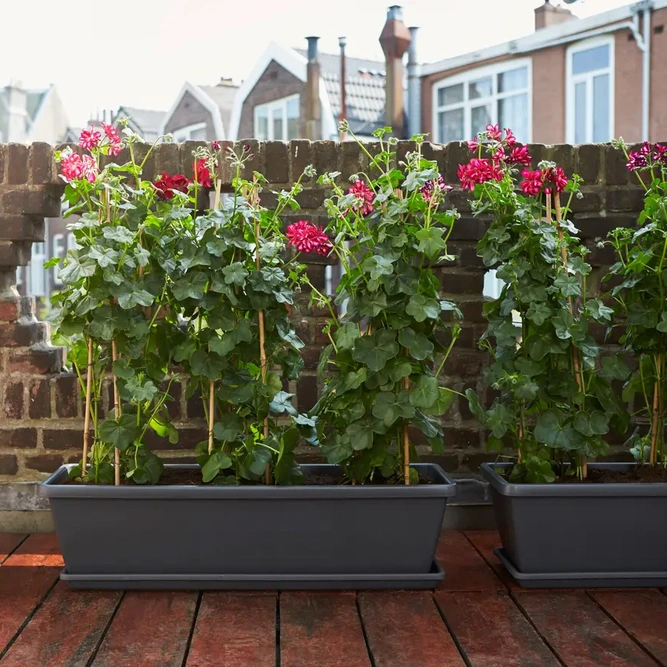 Elho Barcelona 60cm Extra Large Anthracite Trough Planter – (W 60 x H 21 x D 25 cm) - image 5