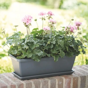 Elho Barcelona 50cm Anthracite Trough Planter – Eco-Friendly Plastic - image 4