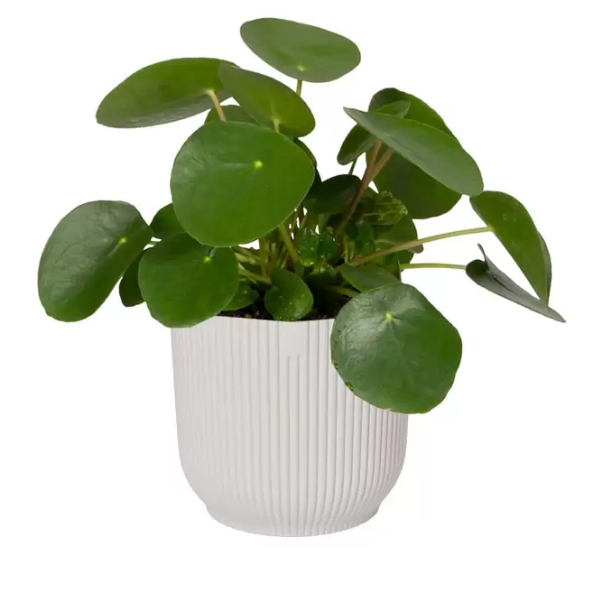 Elho Eco-Plastic White (Pot Size 25cm) Indoor Plant Pot Cover - image 2