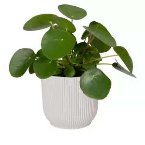 Elho Eco-Plastic White (Pot Size 25cm) Indoor Plant Pot Cover - image 2