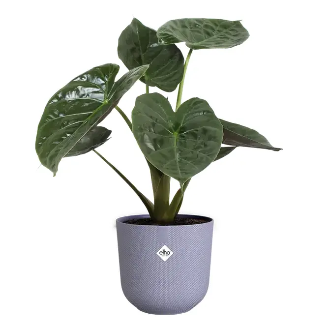 Elho Jazz Lavender Lilac (Pot Size 19cm) Eco-Plastic Indoor Plant Pot Cover - image 5