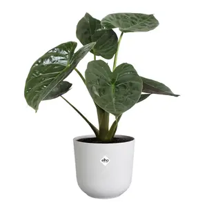 Elho Jazz Silky White (Pot Size 19cm) Eco-Plastic Indoor Plant Pot Cover - image 5