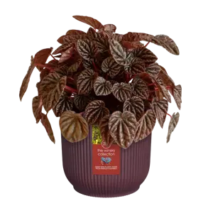 Elho Winery Collection Bordeaux Round Planter 14cm - image 5