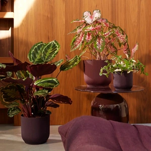 Elho Winery Collection Purple Round Planter 14cm - image 6