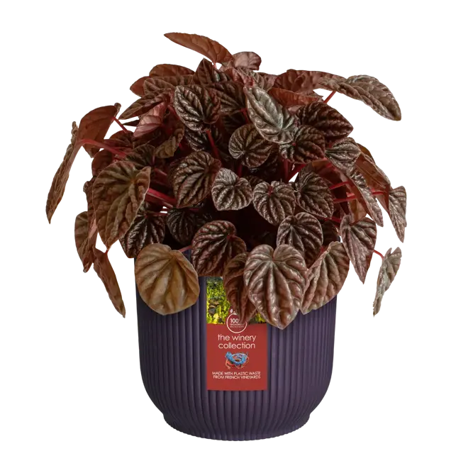 Elho Winery Collection Purple Round Planter 14cm - image 5