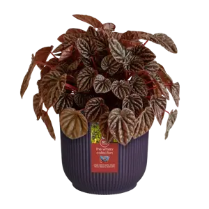 Elho Winery Collection Purple Round Planter 14cm - image 5